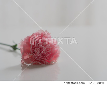 Pink carnation (single flower, white background) Pink carnation (single flower, white background) 123808891