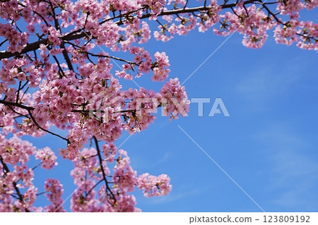 Kawazu櫻桃樹和藍天 Kawazu櫻桃樹和藍天 123809192
