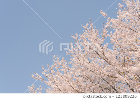 藍天和吉野櫻花盛開 123809226