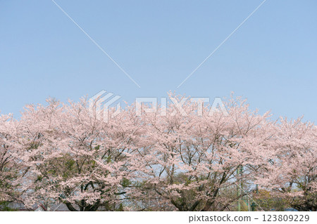 藍天和吉野櫻花盛開 藍天和吉野櫻花盛開 123809229