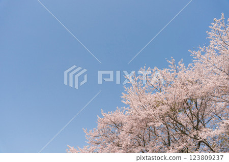 Blue sky and full bloom of Yoshino cherry tree 123809237