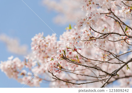 Blue sky and full bloom of Yoshino cherry tree 123809242