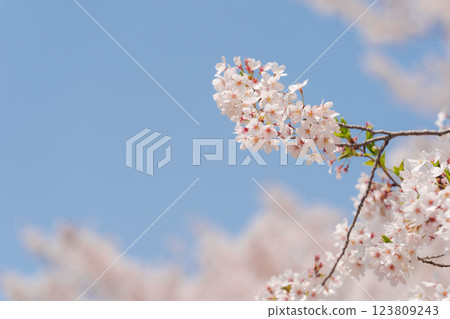 藍天和吉野櫻花盛開 藍天和吉野櫻花盛開 123809243