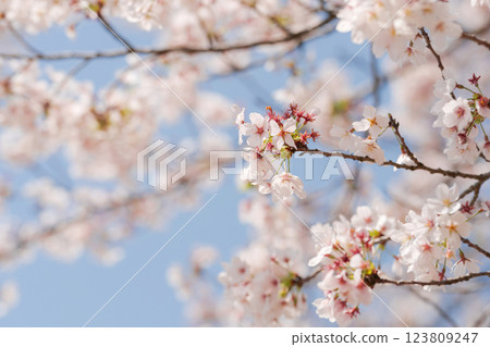 Blue sky and full bloom of Yoshino cherry tree Blue sky and full bloom of Yoshino cherry tree 123809247