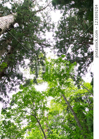 Bright early summer forest scenery, near the giant Bijin Hirao tree, Flame Tree Bright early summer forest scenery, near the giant Bijin Hirao tree, Flame Tree 123809284