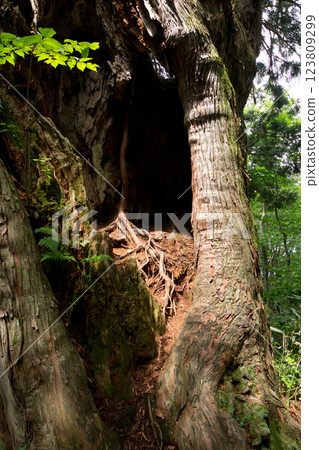 Bright early summer forest scenery, near the giant Bijin Hirao tree, Flame Tree 123809299