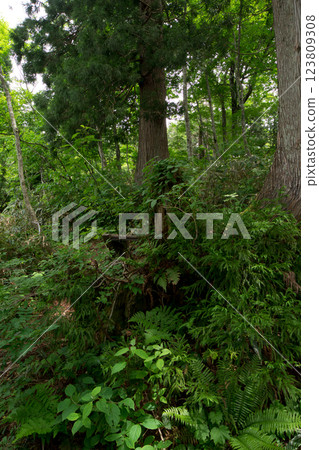 明亮的初夏森林風景,靠近巨大的美人平尾樹、火焰樹 明亮的初夏森林風景,靠近巨大的美人平尾樹、火焰樹 123809308