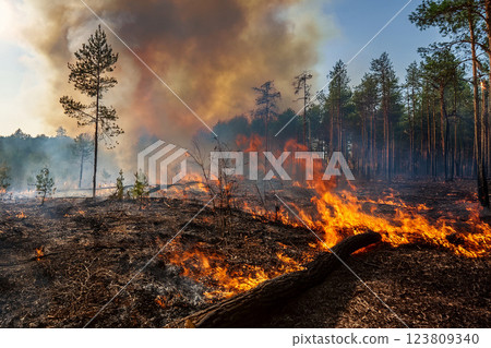 Widespread forest fires 123809340