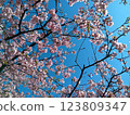 Cherry blossoms in full bloom shining in the blue sky 123809347