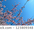 Sakura that shines in the blue sky 123809348