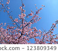 Cherry blossoms in full bloom shining in the blue sky 123809349