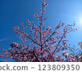 Sakura that shines in the blue sky 123809350