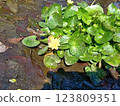 Yellow flowers and leaves floating on water 123809351