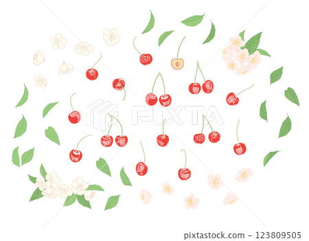 櫻桃果實和花朵的線條描、輪廓插圖素材_彩色 123809505