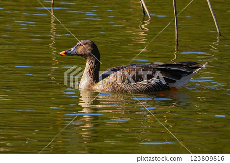 Oohishikui 123809816