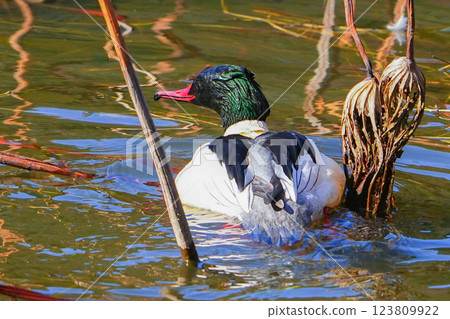 普通秋沙鴨 123809922