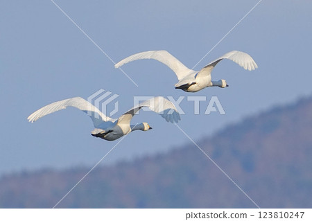 Tundra swan Tundra swan 123810247