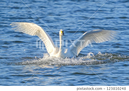 Tundra swan Tundra swan 123810248