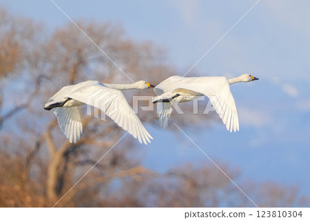 Tundra swan Tundra swan 123810304