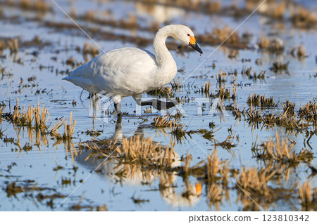 Tundra swan 123810342
