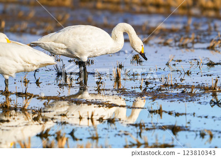 Tundra swan Tundra swan 123810343