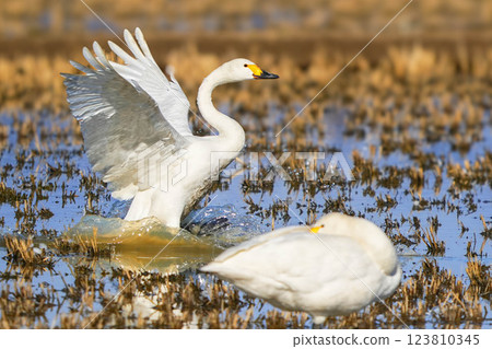 Tundra swan 123810345