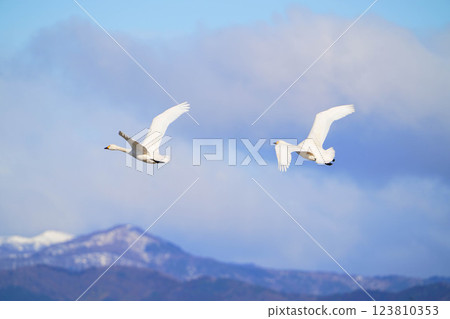 Tundra swan 123810353