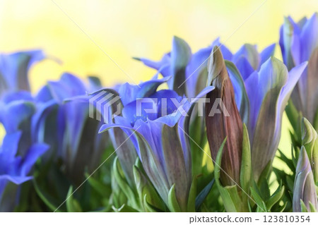 Gentian blue flower close-up 123810354