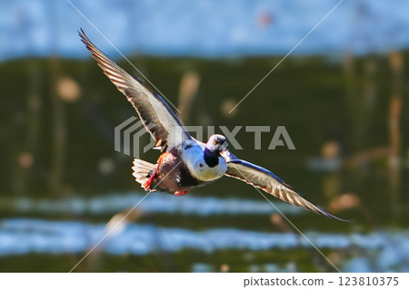 琵嘴鴨 琵嘴鴨 123810375