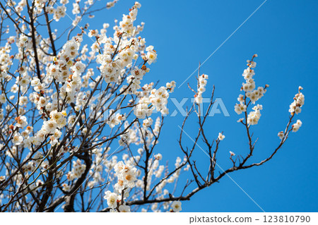盛開的白梅花 a-1 盛開的白梅花 a-1 123810790