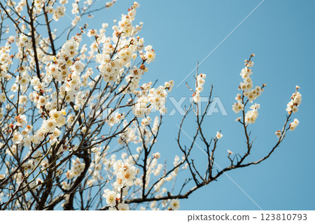 Blooming white plum blossoms a-4 film style Blooming white plum blossoms a-4 film style 123810793