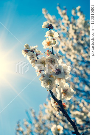 盛開的白梅花c-3暖色 盛開的白梅花c-3暖色 123810802