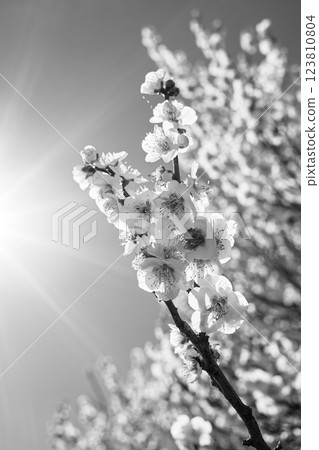 盛開的白梅花 c-5 單色 123810804