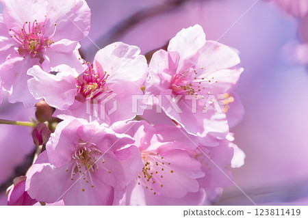 櫻花盛開 櫻花盛開 123811419