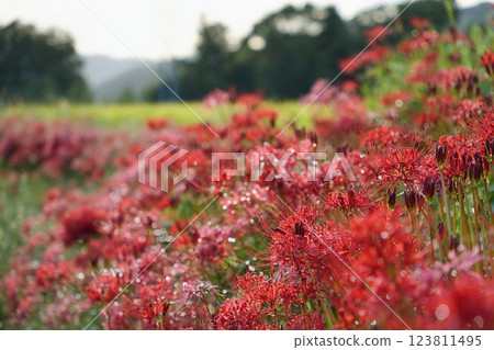 Red spider lilies wrapped in morning light 123811495