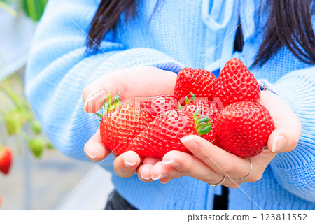 Hands full of strawberries picked during strawberry picking Hands full of strawberries picked during strawberry picking 123811552