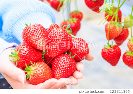 Hands full of strawberries picked during strawberry picking 123811565