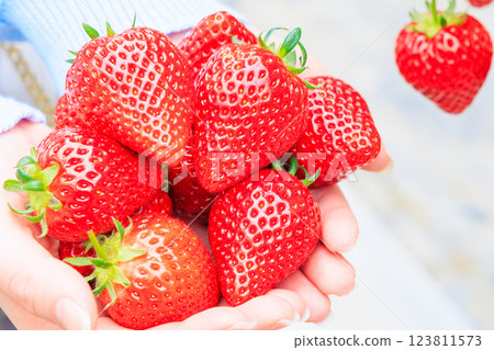 摘草莓時雙手捧滿草莓 摘草莓時雙手捧滿草莓 123811573
