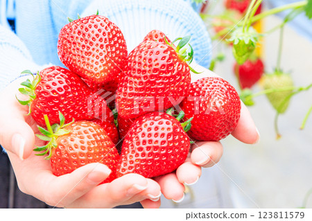 Hands full of strawberries picked during strawberry picking Hands full of strawberries picked during strawberry picking 123811579