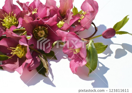 Purple Christmas rose bouquet 123811611