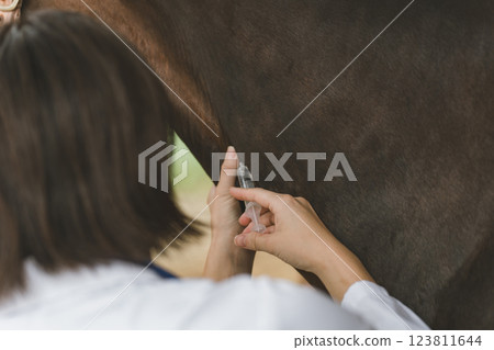 horse, injecting, injection 123811644