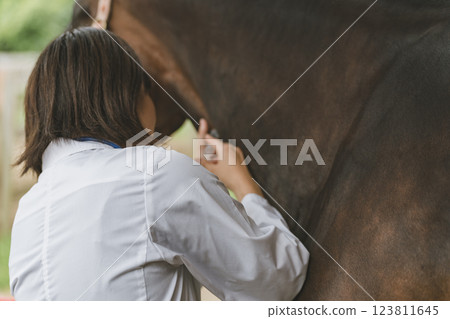 horse, injecting, injection 123811645