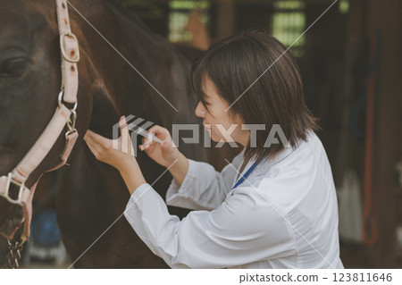 horse, injecting, injection 123811646