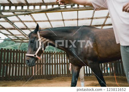 horse, female, lady 123811652