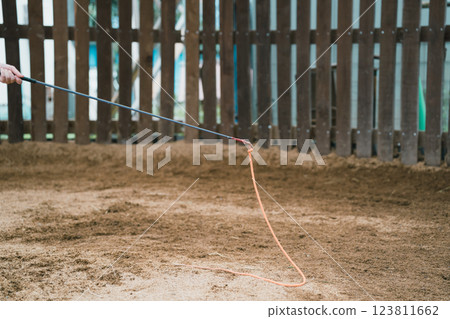 horse, female, lady 123811662