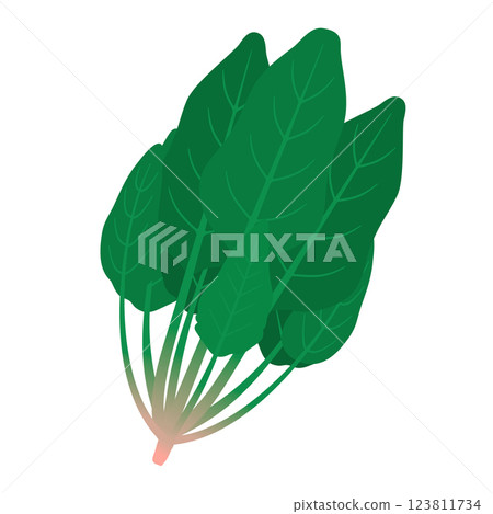 菠菜插圖 菠菜插圖 123811734