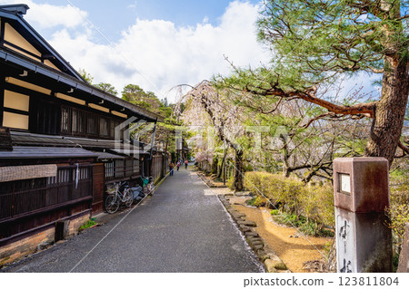Takayama, Gifu Prefecture, Japan April 17, 2024: Cherry blossoms in Takayama Furui-cho roadside. 123811804