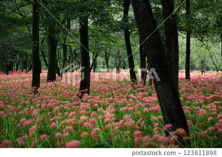 Red spider lilies - The Village of Spider Lilies "Kinchakuda" Red spider lilies - The Village of Spider Lilies "Kinchakuda" 123811898