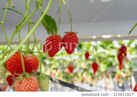 日本溫室草莓種植。採摘草莓的體驗。草莓掛在樹上 日本溫室草莓種植。採摘草莓的體驗。草莓掛在樹上 123812027