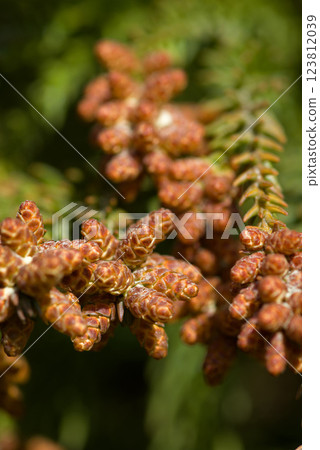 Pollinosis cedar pollen cedar flowers Pollinosis cedar pollen cedar flowers 123812039